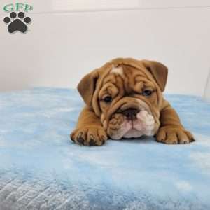 Eldon, English Bulldog Puppy