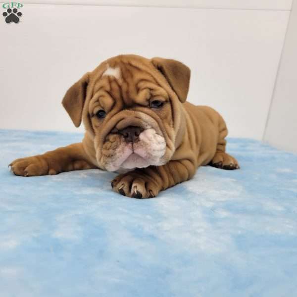 Eldon, English Bulldog Puppy