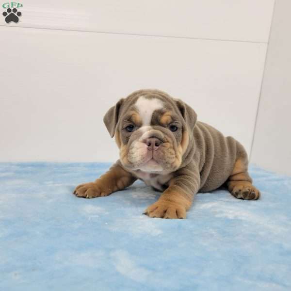 Edgar, English Bulldog Puppy