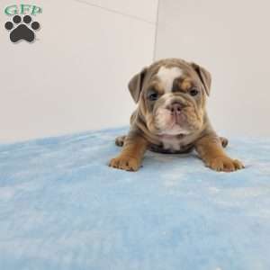 Edgar, English Bulldog Puppy