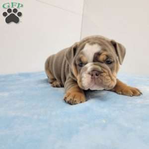 Edgar, English Bulldog Puppy