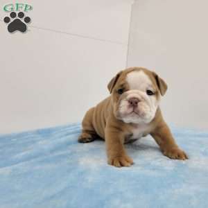 Ethan, English Bulldog Puppy