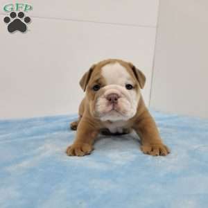 Ethan, English Bulldog Puppy