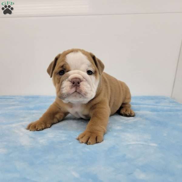 Ethan, English Bulldog Puppy