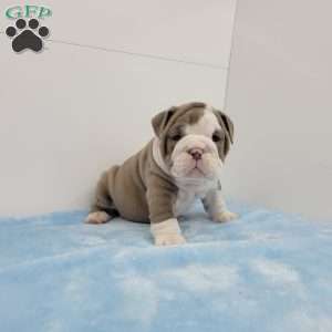 Eli, English Bulldog Puppy