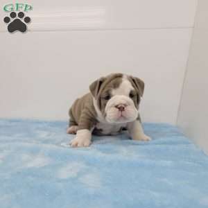 Eli, English Bulldog Puppy