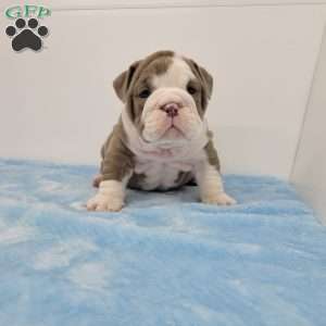 Eli, English Bulldog Puppy