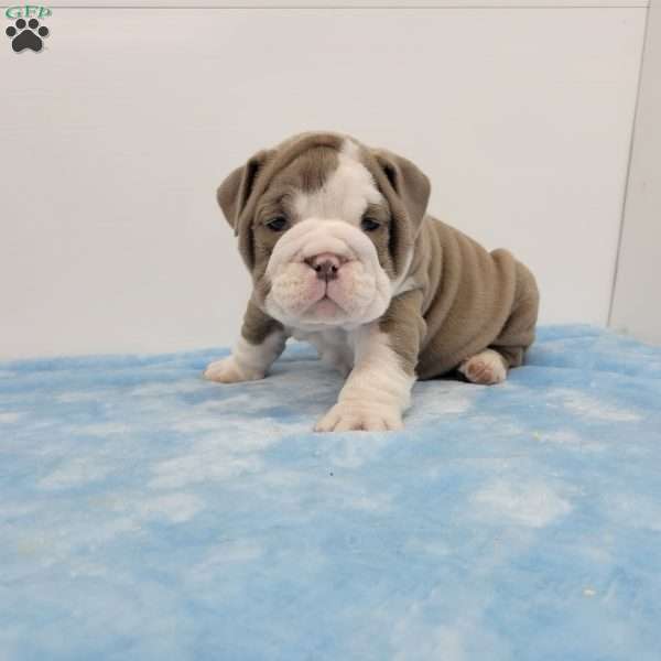 Eli, English Bulldog Puppy