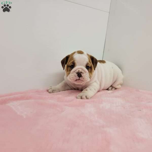 Ellen, English Bulldog Puppy