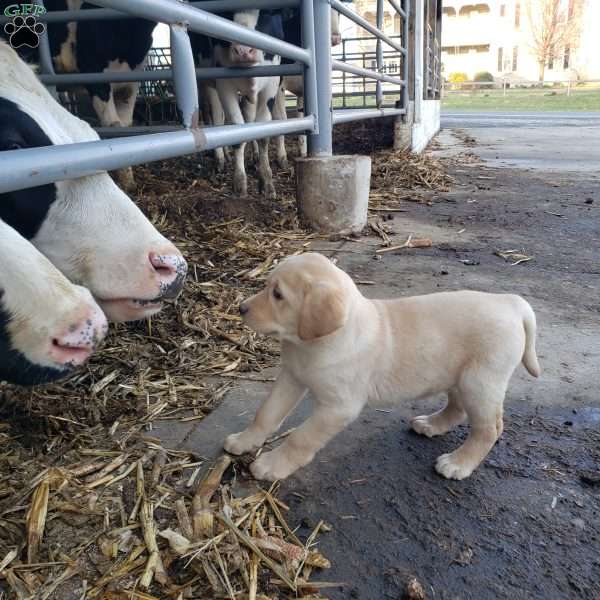 Henry, Yellow Labrador Retriever Puppy