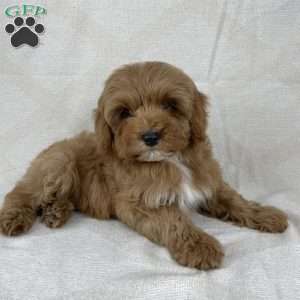 Luna, Cavapoo Puppy