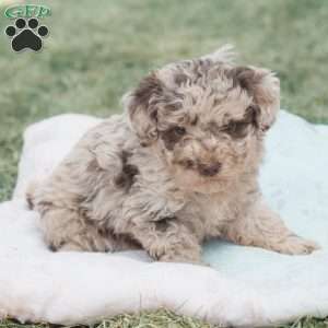 Lance, Toy Poodle Puppy