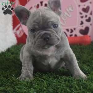 Dylan, French Bulldog Puppy