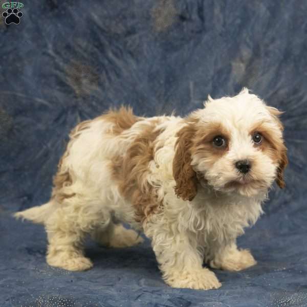 Harry, Cavapoo Puppy