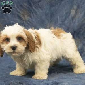 Harry, Cavapoo Puppy