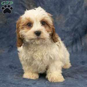 Harry, Cavapoo Puppy