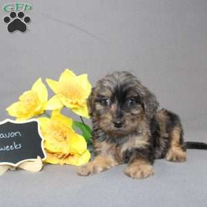 Davon, Golden Cavadoodle Puppy