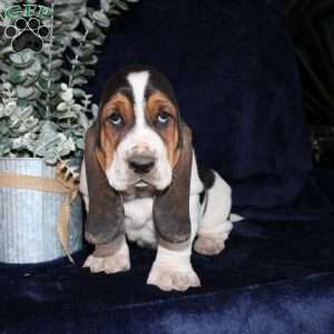 Bonsai, Basset Hound Puppy