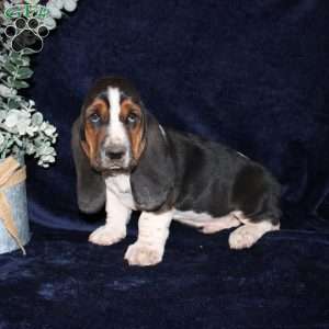 Boomer, Basset Hound Puppy