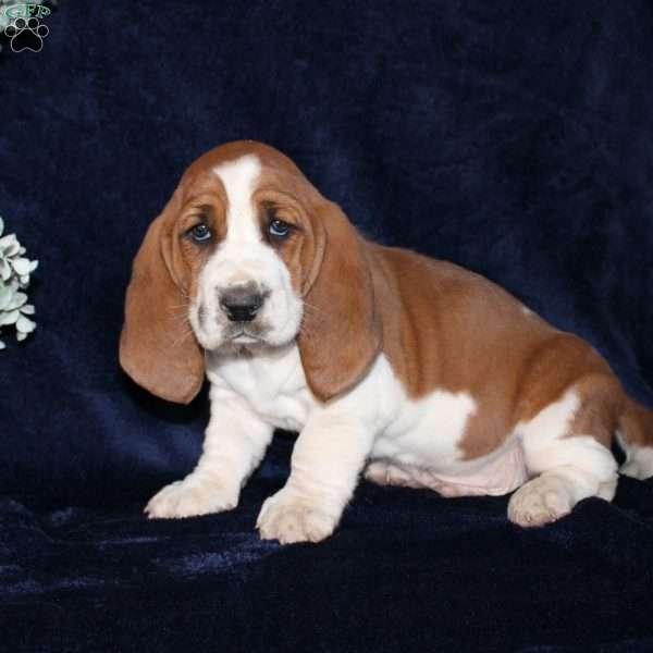 Biscuit, Basset Hound Puppy