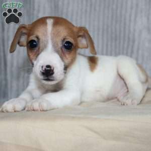 George, Jack Russell Terrier Puppy