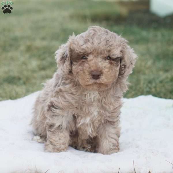 Lucas, Toy Poodle Puppy