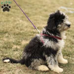 Toby, Mini Sheepadoodle Puppy