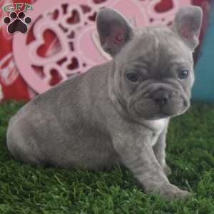 Dylan, French Bulldog Puppy