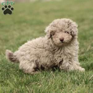 Lucas, Toy Poodle Puppy