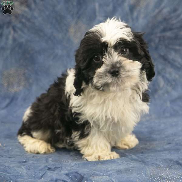 Harley, Cavapoo Puppy