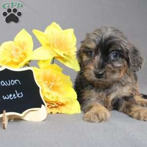 Davon, Golden Cavadoodle Puppy