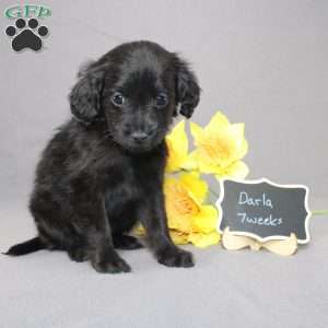 Darla, Golden Cavadoodle Puppy
