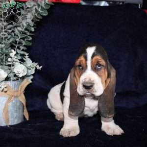 Bonsai, Basset Hound Puppy