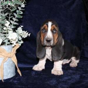 Boomer, Basset Hound Puppy