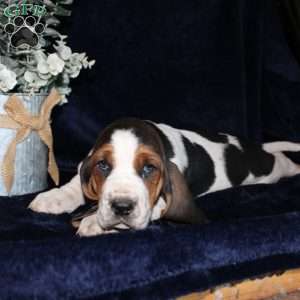 Blossom, Basset Hound Puppy