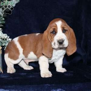 Biscuit, Basset Hound Puppy