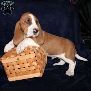 Button, Basset Hound Puppy