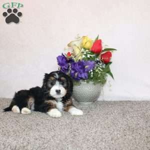 Kaylee (Micro Mini), Mini Bernedoodle Puppy