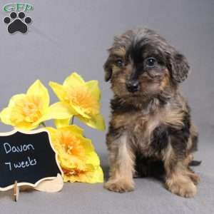 Davon, Golden Cavadoodle Puppy