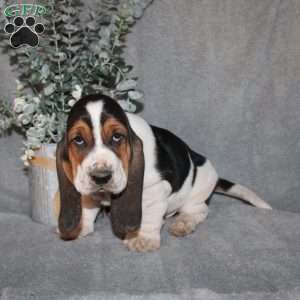 Bonsai, Basset Hound Puppy