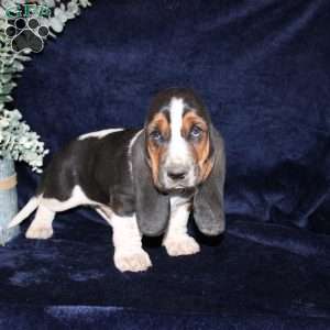 Boomer, Basset Hound Puppy