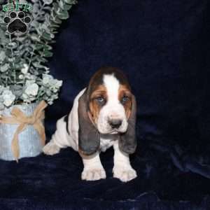 Blossom, Basset Hound Puppy