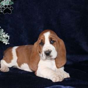 Biscuit, Basset Hound Puppy