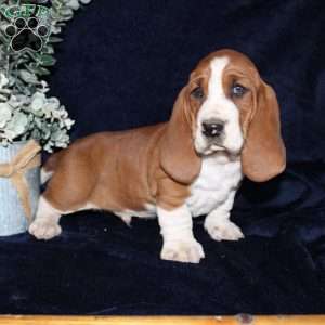 Button, Basset Hound Puppy