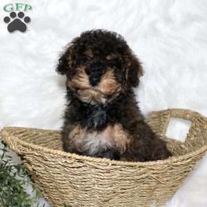 Jolly, Miniature Poodle Puppy