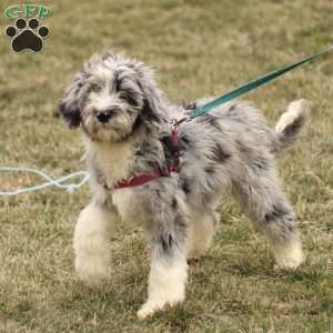 Tyler, Mini Sheepadoodle Puppy