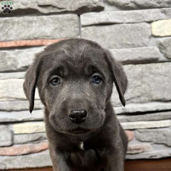 Dublin, Charcoal Labrador Retriever Puppy