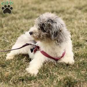 Tara, Mini Sheepadoodle Puppy