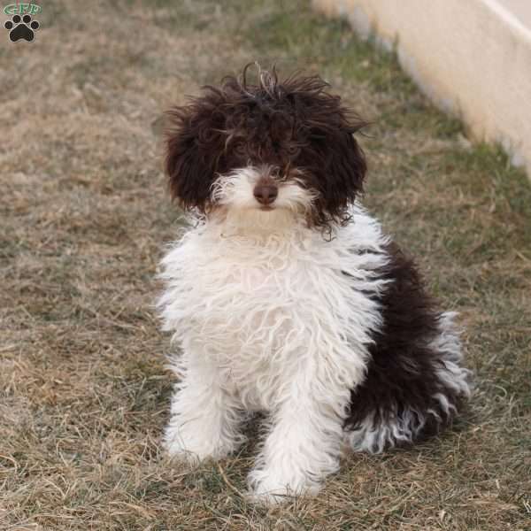 Licorice, Cavapoo Puppy