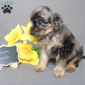 Davon, Golden Cavadoodle Puppy